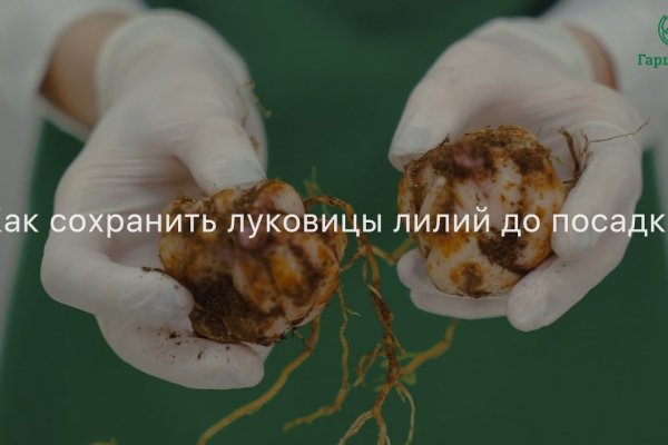 Кракен клирнет ссылка